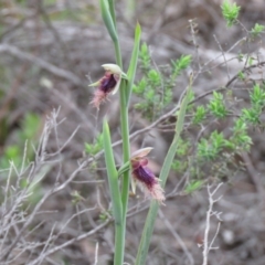 Calochilus platychilus at Denman Prospect, ACT - suppressed