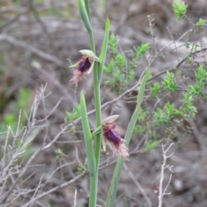 Calochilus platychilus at Denman Prospect, ACT - suppressed