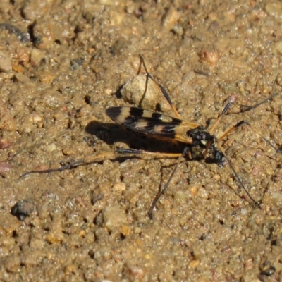 Gynoplistia (Gynoplistia) bella (A crane fly) at Denman Prospect, ACT - 16 Oct 2020 by SandraH