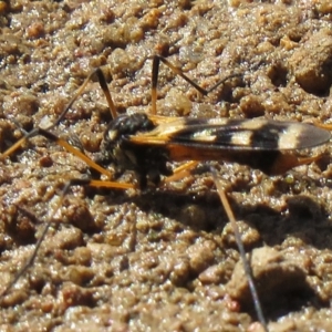 Gynoplistia (Gynoplistia) bella at Denman Prospect, ACT - 16 Oct 2020