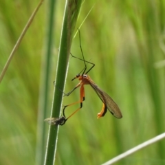 Harpobittacus australis (Hangingfly) at Block 402 - 15 Oct 2020 by SandraH