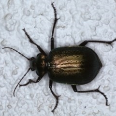 Calosoma schayeri (Green caterpillar hunter) at Ainslie, ACT - 15 Oct 2020 by jbromilow50