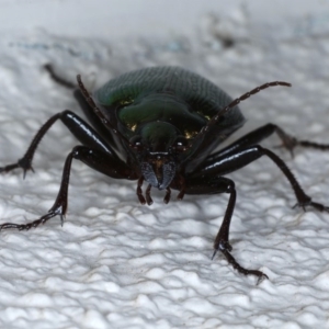 Calosoma schayeri at Ainslie, ACT - 15 Oct 2020 09:59 PM