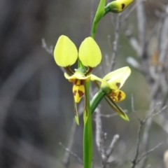 Diuris sulphurea (Tiger Orchid) at Denman Prospect, ACT - 16 Oct 2020 by SandraH
