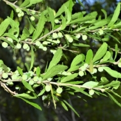 Melicytus dentatus (Tree Violet) at Bellawongarah, NSW - 15 Oct 2020 by plants