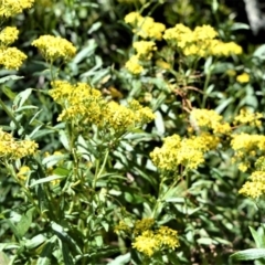 Senecio linearifolius (Fireweed Groundsel, Fireweed) at Bellawongarah, NSW - 15 Oct 2020 by plants