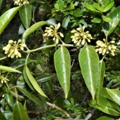 Leichhardtia rostrata (Milk Vine) at Bellawongarah, NSW - 15 Oct 2020 by plants