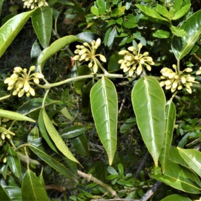 Leichhardtia rostrata (Milk Vine) at Bellawongarah, NSW - 15 Oct 2020 by plants