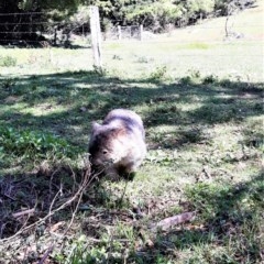 Vombatus ursinus (Common wombat, Bare-nosed Wombat) at Bellawongarah, NSW - 15 Oct 2020 by plants