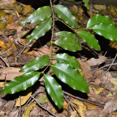 Cinnamomum oliveri (Oliver's sassafras) at Bellawongarah, NSW - 15 Oct 2020 by plants