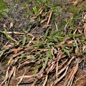 Schizaea rupestris at Bellawongarah, NSW - 15 Oct 2020 11:31 PM