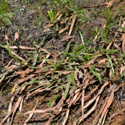 Schizaea rupestris at Bellawongarah, NSW - 15 Oct 2020 by plants