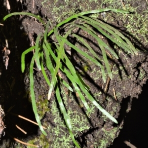Schizaea rupestris at Bellawongarah, NSW - 15 Oct 2020
