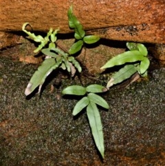 Blechnum ambiguum at Cambewarra Range Nature Reserve - 15 Oct 2020 by plants