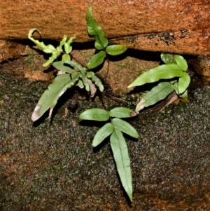 Blechnum ambiguum at Bellawongarah, NSW - 15 Oct 2020 11:30 PM