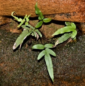 Blechnum ambiguum at Bellawongarah, NSW - 15 Oct 2020