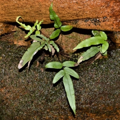 Blechnum ambiguum at Cambewarra Range Nature Reserve - 15 Oct 2020 by plants