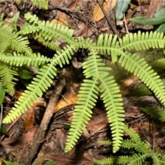 Sticherus lobatus (Spreading Fan Fern) at Bellawongarah, NSW - 15 Oct 2020 by plants