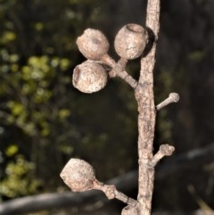 Eucalyptus dendromorpha (Budawang Ash) at Bellawongarah, NSW - 16 Oct 2020 by plants