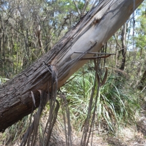 Eucalyptus dendromorpha at Bellawongarah, NSW - 16 Oct 2020