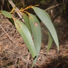 Eucalyptus dendromorpha at Cambewarra Range Nature Reserve - 16 Oct 2020