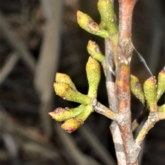 Eucalyptus dendromorpha at Cambewarra Range Nature Reserve - 16 Oct 2020 12:10 AM