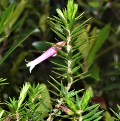 Epacris calvertiana var. versicolor at Cambewarra Range Nature Reserve - 15 Oct 2020 by plants