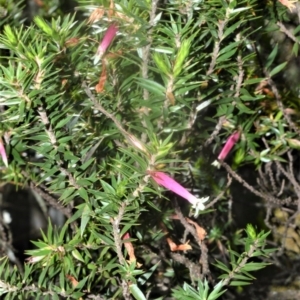 Epacris calvertiana var. versicolor at Bellawongarah, NSW - 16 Oct 2020 12:05 AM