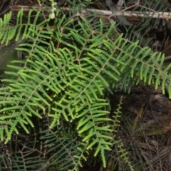 Gleichenia dicarpa (Wiry Coral Fern) at Bellawongarah, NSW - 15 Oct 2020 by plants