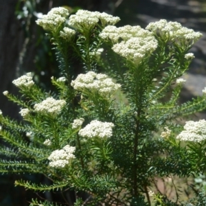 Ozothamnus diosmifolius at Bellawongarah, NSW - 16 Oct 2020 12:41 AM