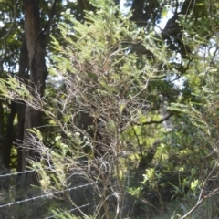 Ozothamnus diosmifolius at Bellawongarah, NSW - 16 Oct 2020 12:41 AM