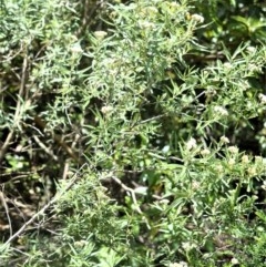 Ozothamnus argophyllus (Spicy Everlasting) at Bellawongarah, NSW - 16 Oct 2020 by plants