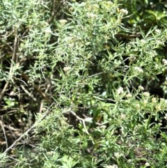 Ozothamnus argophyllus (Spicy Everlasting) at Bellawongarah, NSW - 15 Oct 2020 by plants