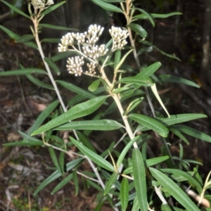 Ozothamnus argophyllus at Bellawongarah, NSW - 16 Oct 2020 12:41 AM