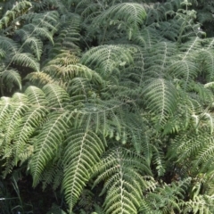 Hypolepis glandulifera (Downy Ground Fern) at Bellawongarah, NSW - 16 Oct 2020 by plants