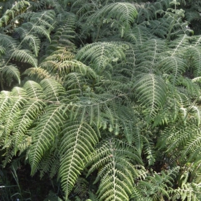 Hypolepis glandulifera (Downy Ground Fern) at Bellawongarah, NSW - 15 Oct 2020 by plants