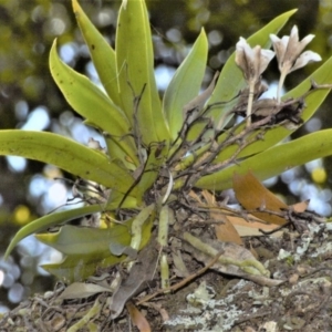 Sarcochilus falcatus at suppressed - 16 Oct 2020