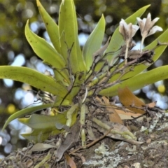 Sarcochilus falcatus (Orange Blossum Orchid) at Bellawongarah, NSW - 15 Oct 2020 by plants