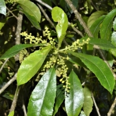 Claoxylon australe (Brittlewood) at Bellawongarah, NSW - 15 Oct 2020 by plants