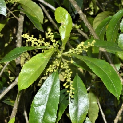 Claoxylon australe (Brittlewood) at Bellawongarah, NSW - 16 Oct 2020 by plants