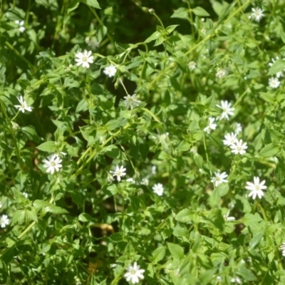 Stellaria flaccida (Forest Starwort) at Bellawongarah, NSW - 15 Oct 2020 by plants