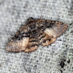 Aporoctena undescribed species (A Geometrid moth (Ennominae)) at O'Connor, ACT - 11 Oct 2020 by ibaird