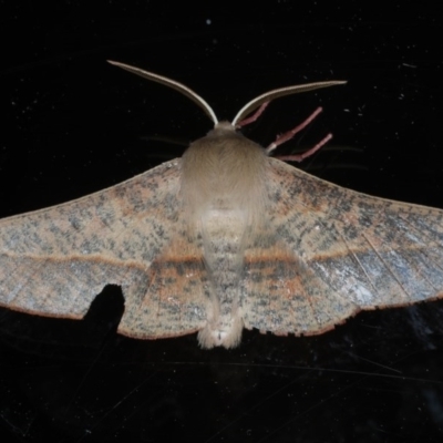 Antictenia punctunculus (A geometer moth) at Ainslie, ACT - 15 Oct 2020 by jbromilow50