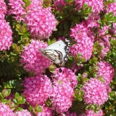 Belenois java (Caper White) at Albury - 15 Oct 2020 by ClaireSee