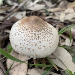 Macrolepiota clelandii (Macrolepiota clelandii) at Black Range, NSW - 16 Oct 2020 by StephH