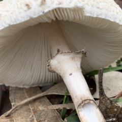 Macrolepiota clelandii at Black Range, NSW - 16 Oct 2020