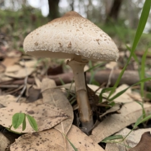 Macrolepiota clelandii at Black Range, NSW - 16 Oct 2020