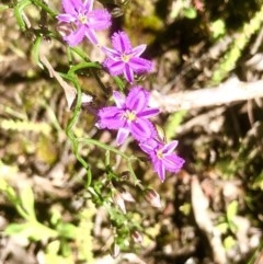 Thysanotus patersonii (Twining Fringe Lily) at Bruce, ACT - 14 Oct 2020 by goyenjudy
