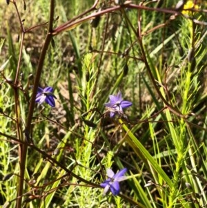 Dianella revoluta var. revoluta at Bruce, ACT - 14 Oct 2020