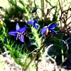 Dianella revoluta var. revoluta at Bruce, ACT - 14 Oct 2020 11:58 AM